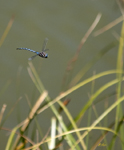 Dragonfly 6795